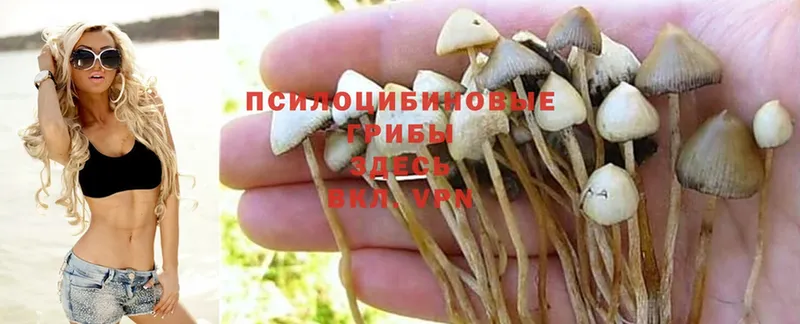 наркотики  Сафоново  Галлюциногенные грибы Psilocybine cubensis 